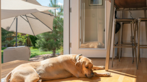 大型犬・多頭飼育対応の完全ガイド